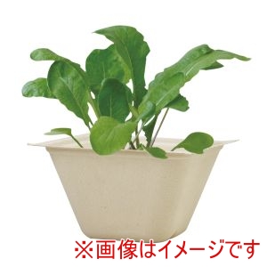 聖新陶芸 聖新陶芸 バガスグリーン ラディッシュ 93230