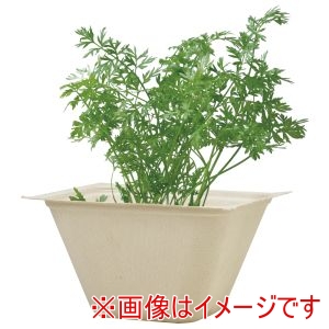 聖新陶芸 聖新陶芸 バガスグリーン ミニキャロット 93231