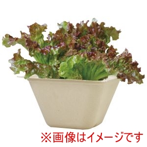 聖新陶芸 聖新陶芸 バガスグリーン レタス 93232