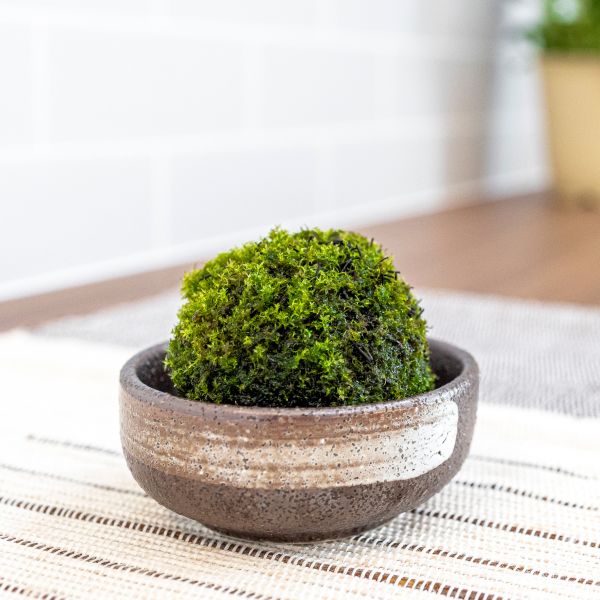  ビックアロー ビックアロー すぎごけPOMPON Sサイズ