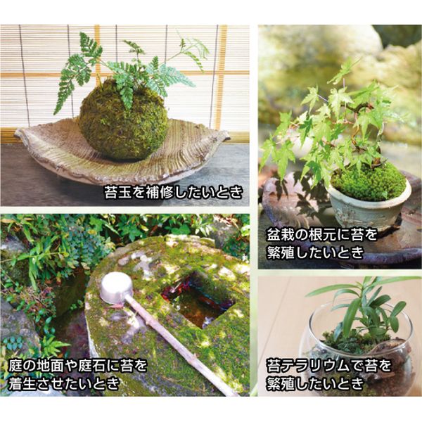  ビックアロー ビックアロー はいごけサッサ mini