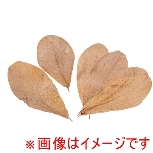 ヤマコー 用美 YAMACO ヤマコー 朴葉 100枚入 S