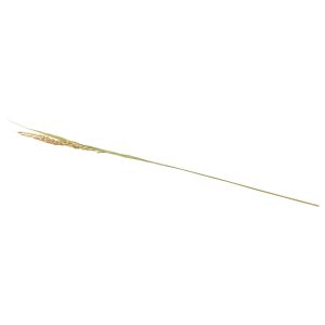 ヤマコー 用美 YAMACO ヤマコー 稲の穂 コシヒカリ 100本入 25237 用美